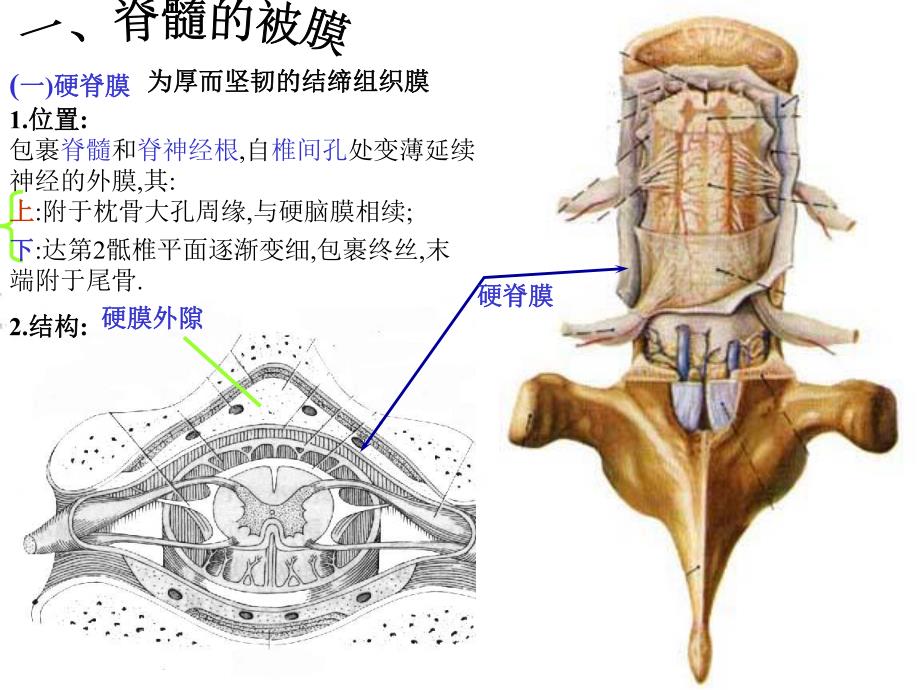 脑和脊髓的被膜、脑脊液和血管医学幻灯片.ppt_第2页