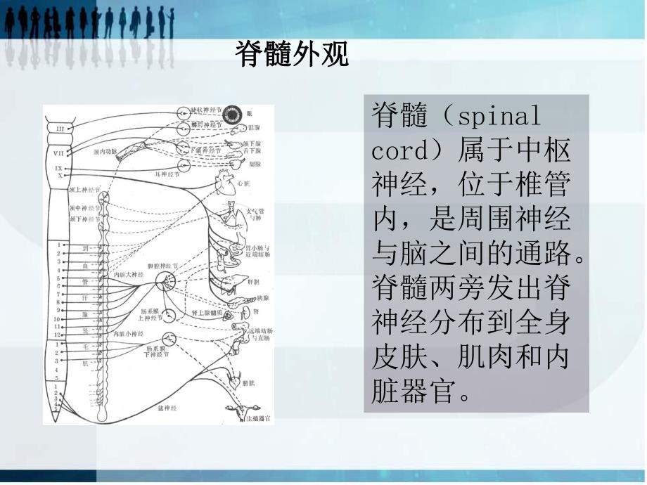 脊髓胸腰段损伤完整版.ppt_第3页