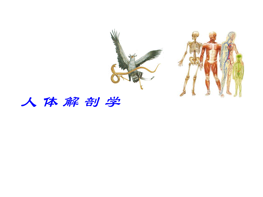 躯干骨及连结.ppt_第1页