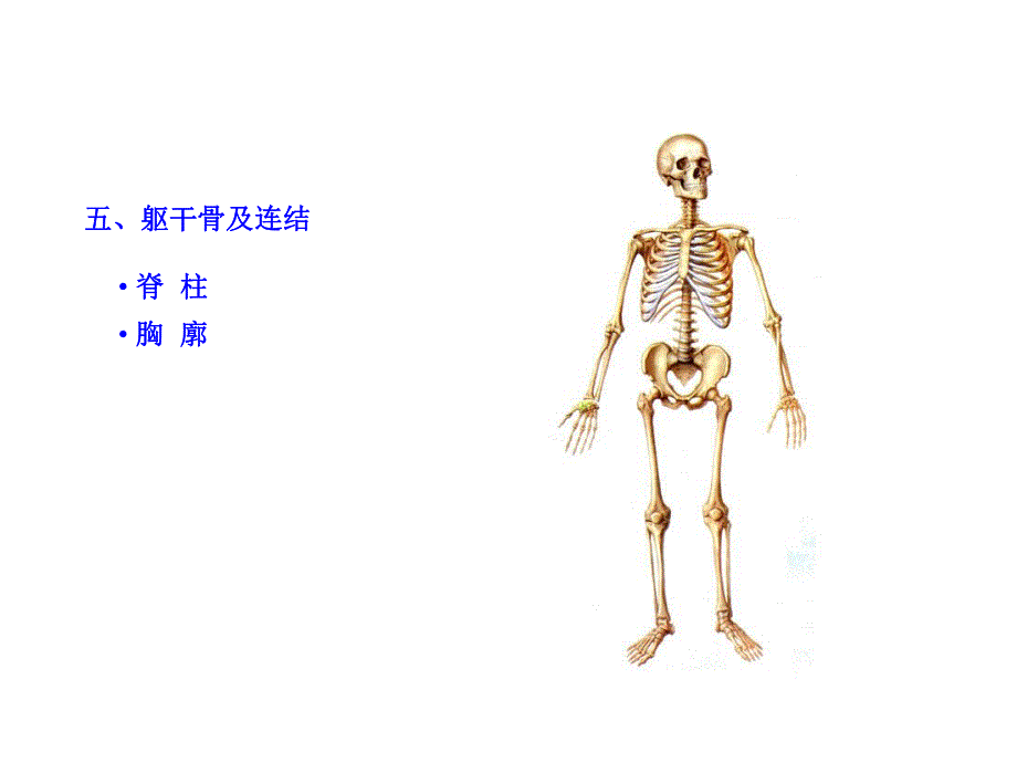 躯干骨及连结.ppt_第3页