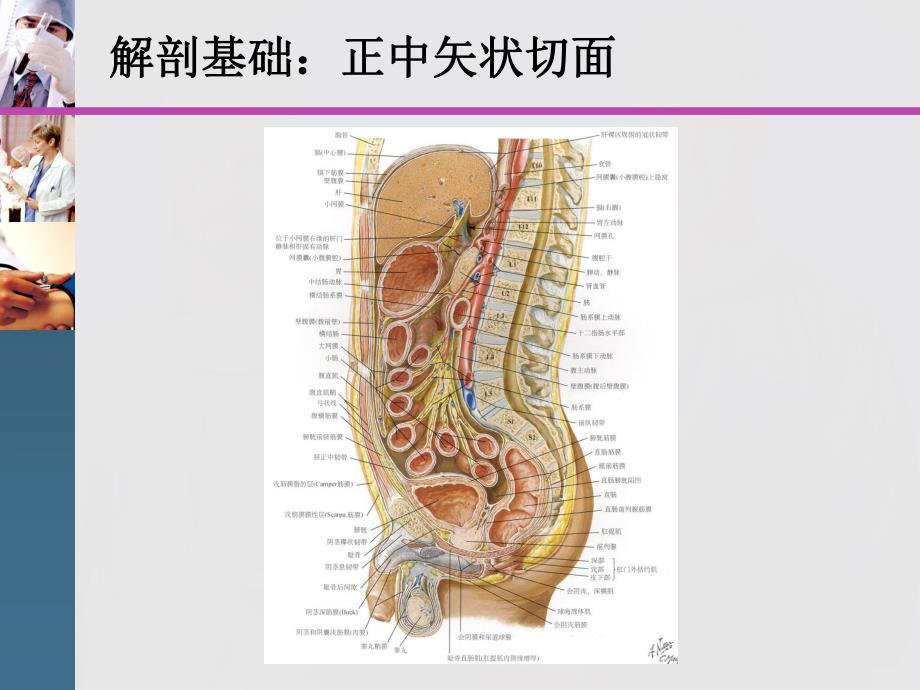 腹盆腔CT常见结构及临床意义讲座.ppt_第3页