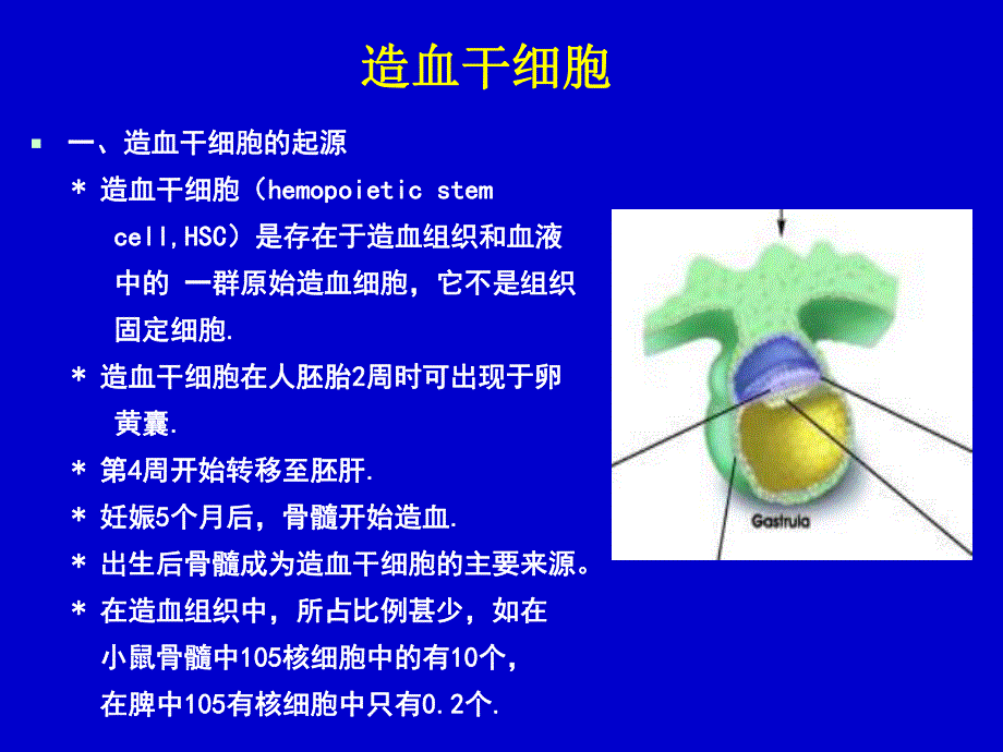 血液分子生物学造血干细胞.ppt_第2页