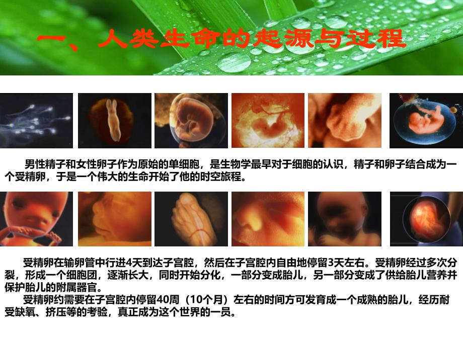 让生命无限可能——干细胞移植技术科普知识与美容抗衰的科学应用.ppt.ppt_第3页