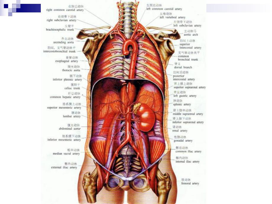腹部血管解剖(静脉+动脉).ppt_第2页