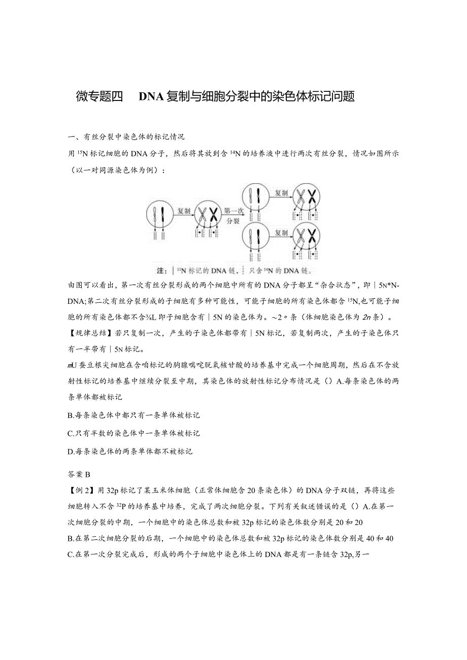 2023-2024学年人教版必修二微专题四DNA复制与细胞分裂中的染色体标记问题学案.docx_第1页