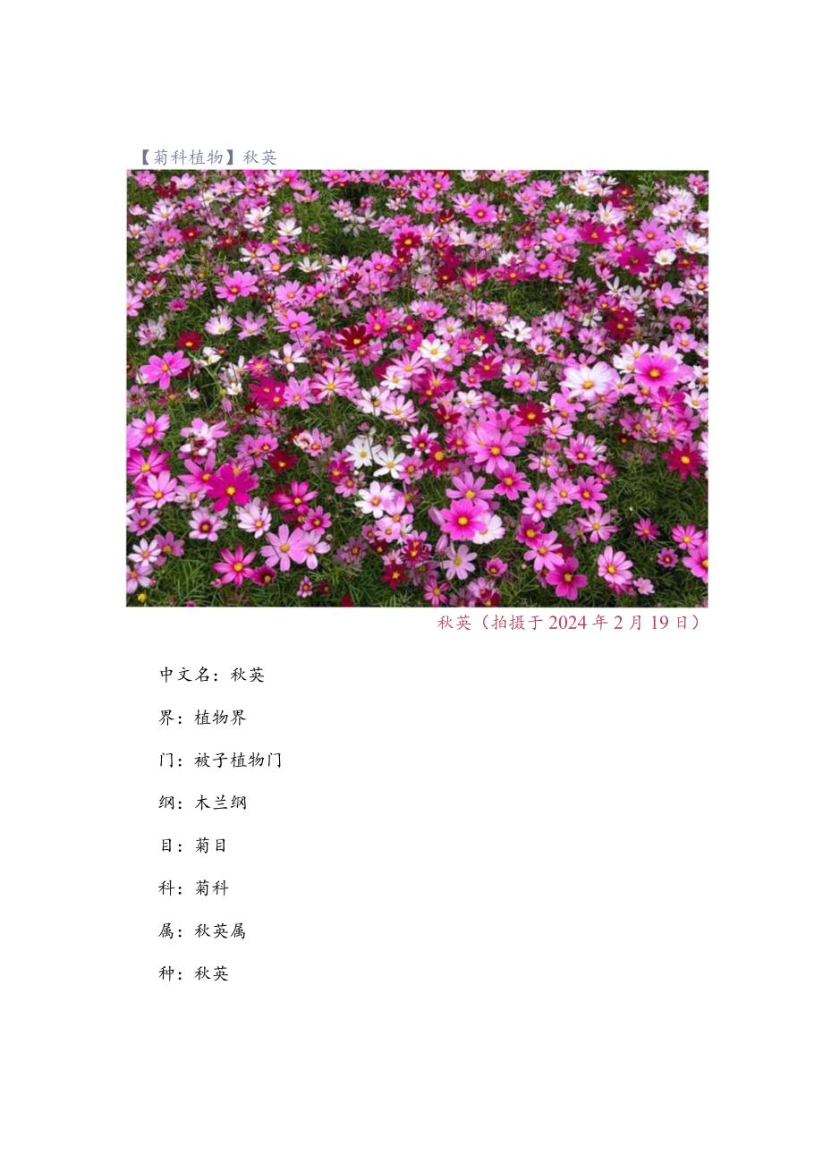 【菊科植物】秋英.docx_第1页