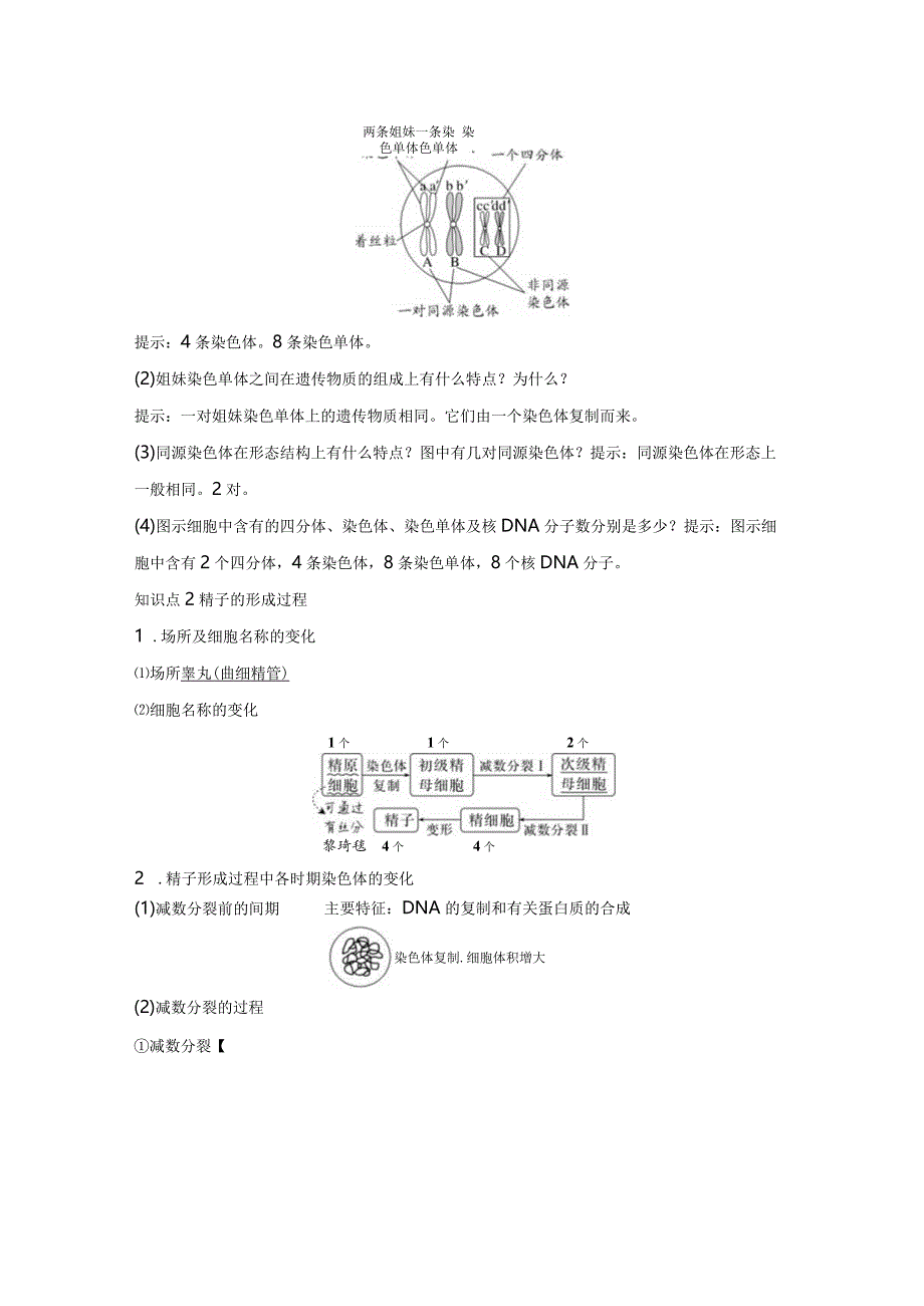 2023-2024学年人教版必修二减数分裂的相关概念、精子的形成过程学案.docx_第2页