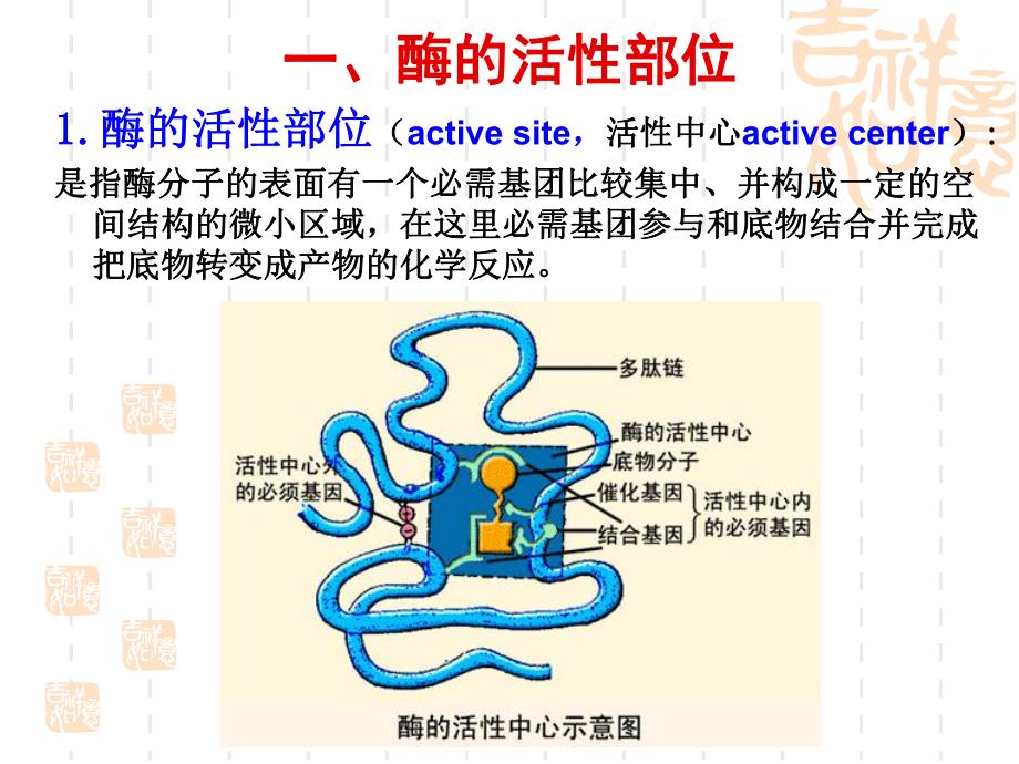 酶的作用机制和酶的活性部位调节.ppt_第3页