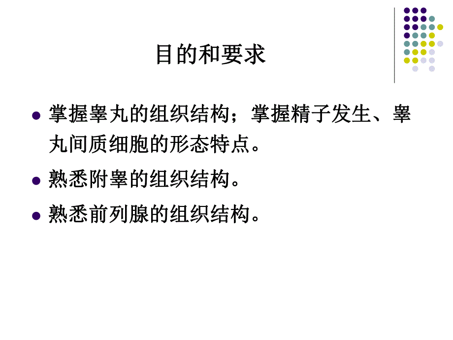 男性生殖系统.ppt_第2页