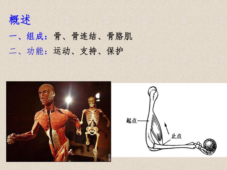 骨学PPT幻灯片.ppt_第2页