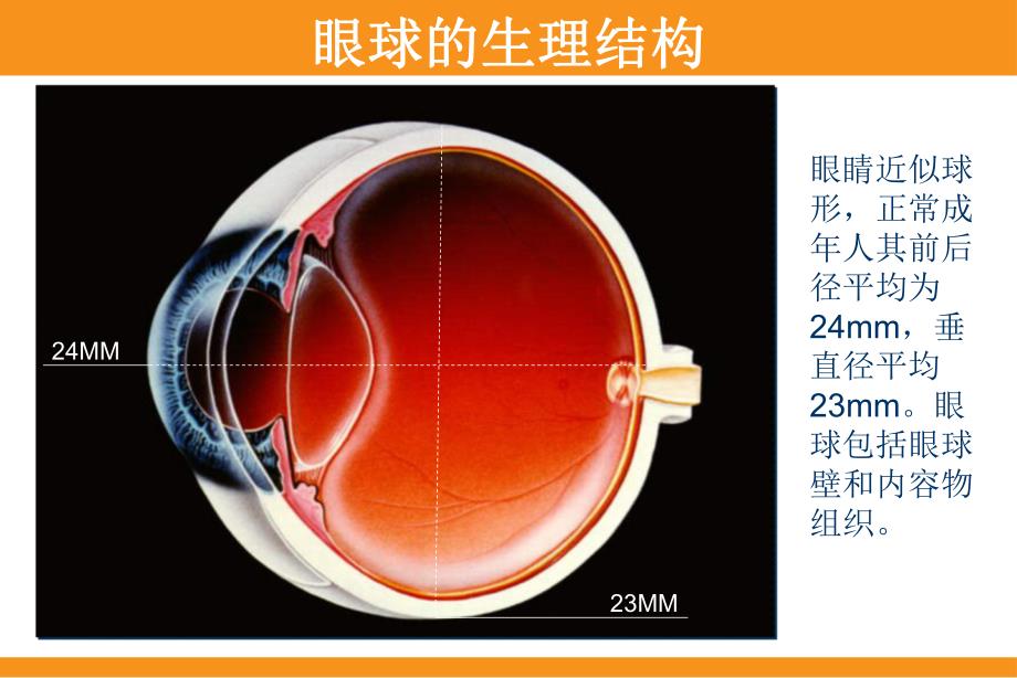 近视防治知识普及讲座(科普).ppt_第2页