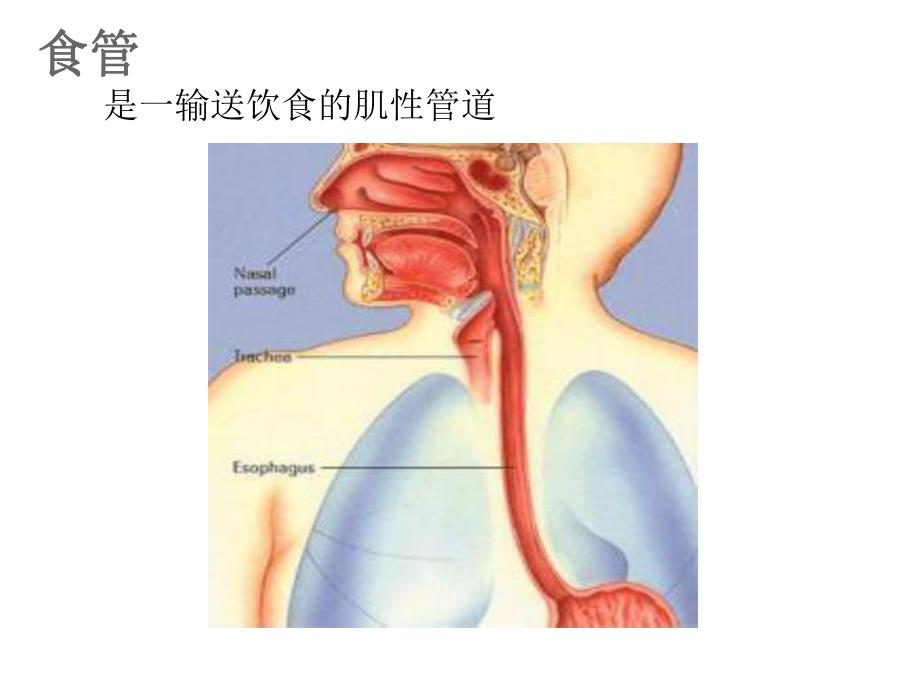 食管疾病病人的护理.ppt_第3页