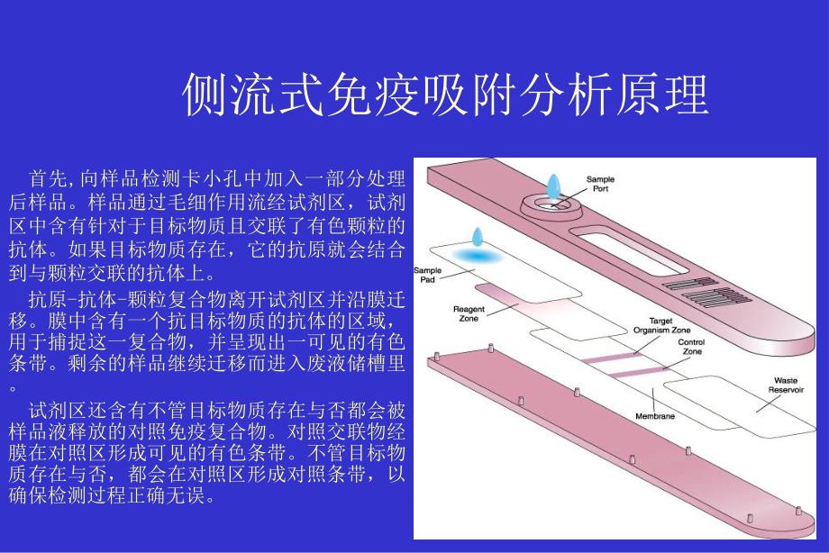 饲料中霉菌毒素快速检测技术.ppt_第3页