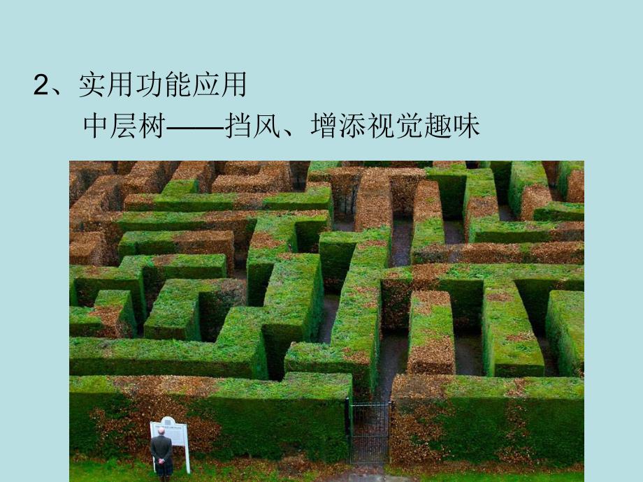 选择植物详细设计2.ppt_第3页