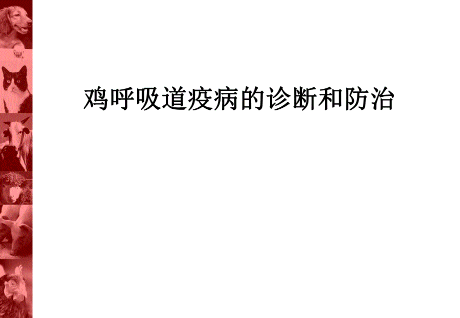 鸡呼吸道疫病的诊断和防治.ppt_第1页