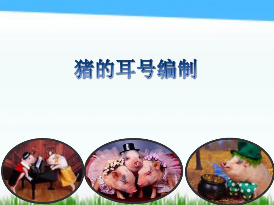 猪的耳号编制.ppt_第1页