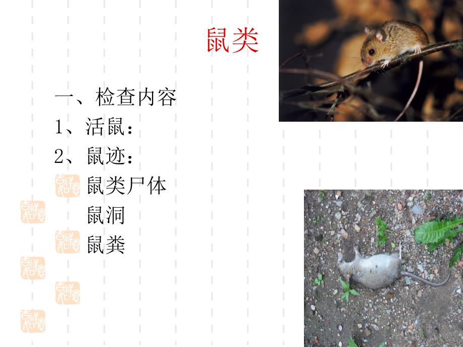 国家卫生城市病媒生物防制暗访要求.ppt.ppt_第2页