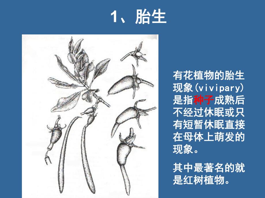 植物界的胎生.ppt_第3页