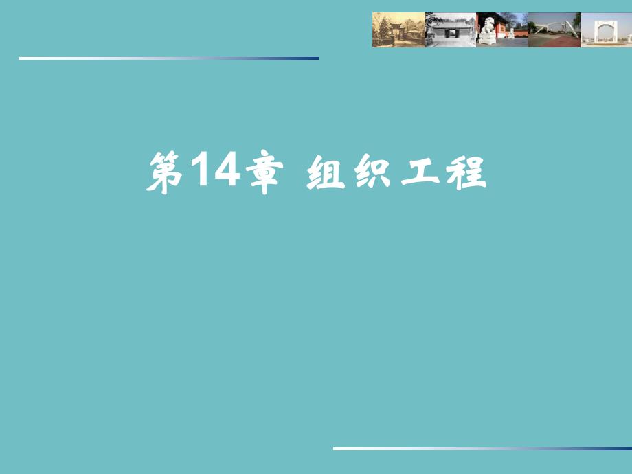 第 14 章 组织工程.ppt_第1页