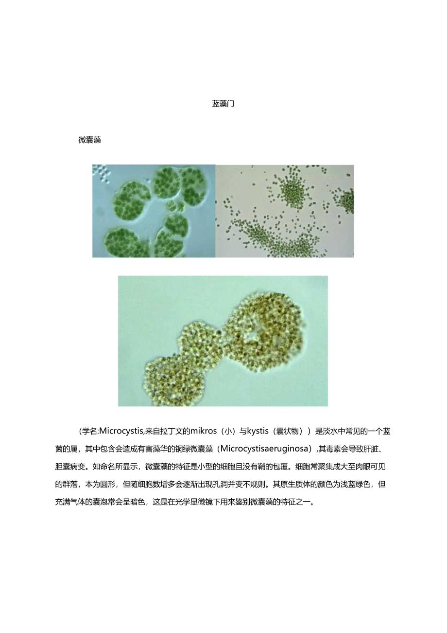 水产养殖藻、菌图谱.docx_第2页