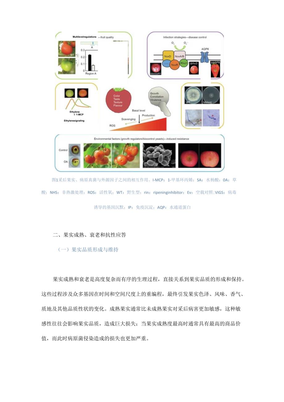 果实采后品质与安全的研究进展及调控策略 - 副本.docx_第2页