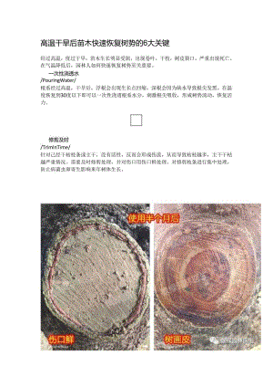 高温干旱后苗木快速恢复树势的6大关键.docx