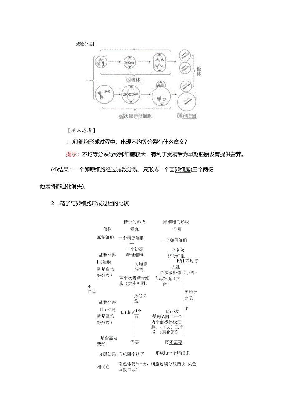 2023-2024学年 人教版 必修二 卵细胞的形成过程、减数分裂中染色体和DNA的变化规律 学案.docx_第2页