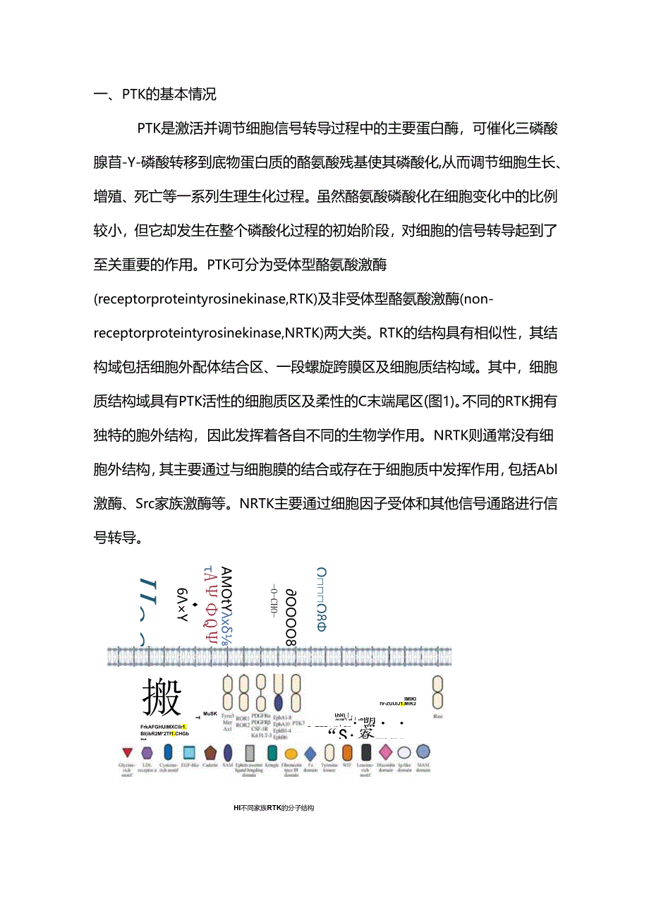 酪氨酸激酶抑制剂调控宿主抗结核作用的研究进展2024.docx_第3页