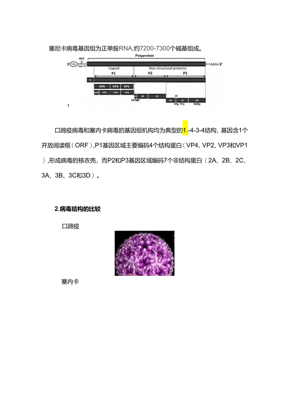 塞尼卡和口蹄疫的区别在哪儿？.docx_第2页