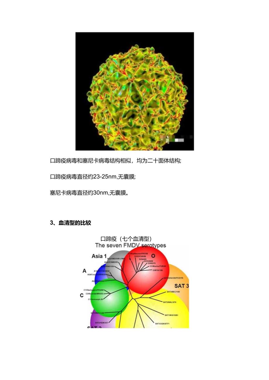 塞尼卡和口蹄疫的区别在哪儿？.docx_第3页