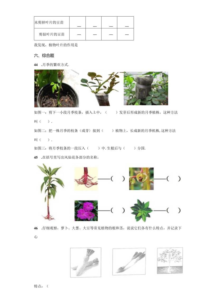 冀人版科学四年级下册第二单元植物的生长与繁殖分层训练（B卷提升篇）.docx_第3页