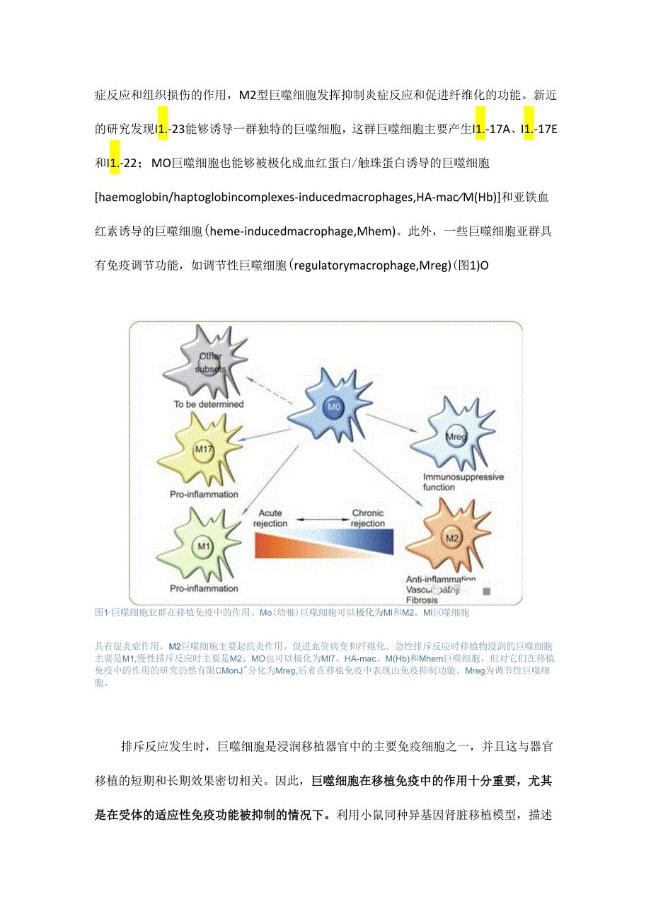 巨噬细胞在器官移植急性排斥反应中的双重作用.docx_第2页