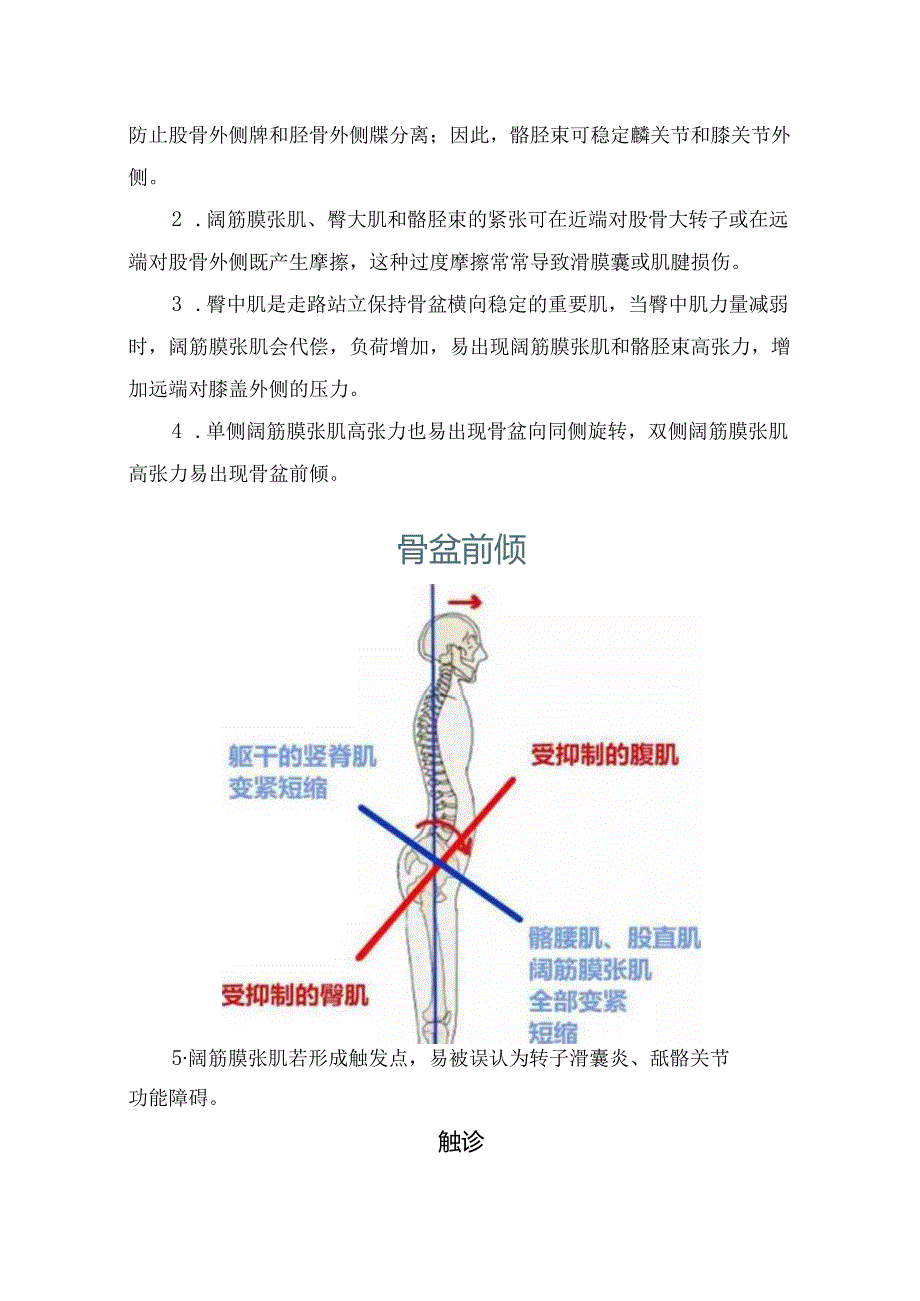 临床大腿外侧疼痛和髋部疼痛阔筋膜张肌损伤功能解剖学分析、触诊、触发点成因及手法治疗.docx_第2页