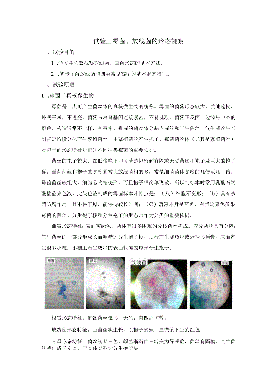 3.霉菌、放线菌的形态观察-4学时.docx_第1页