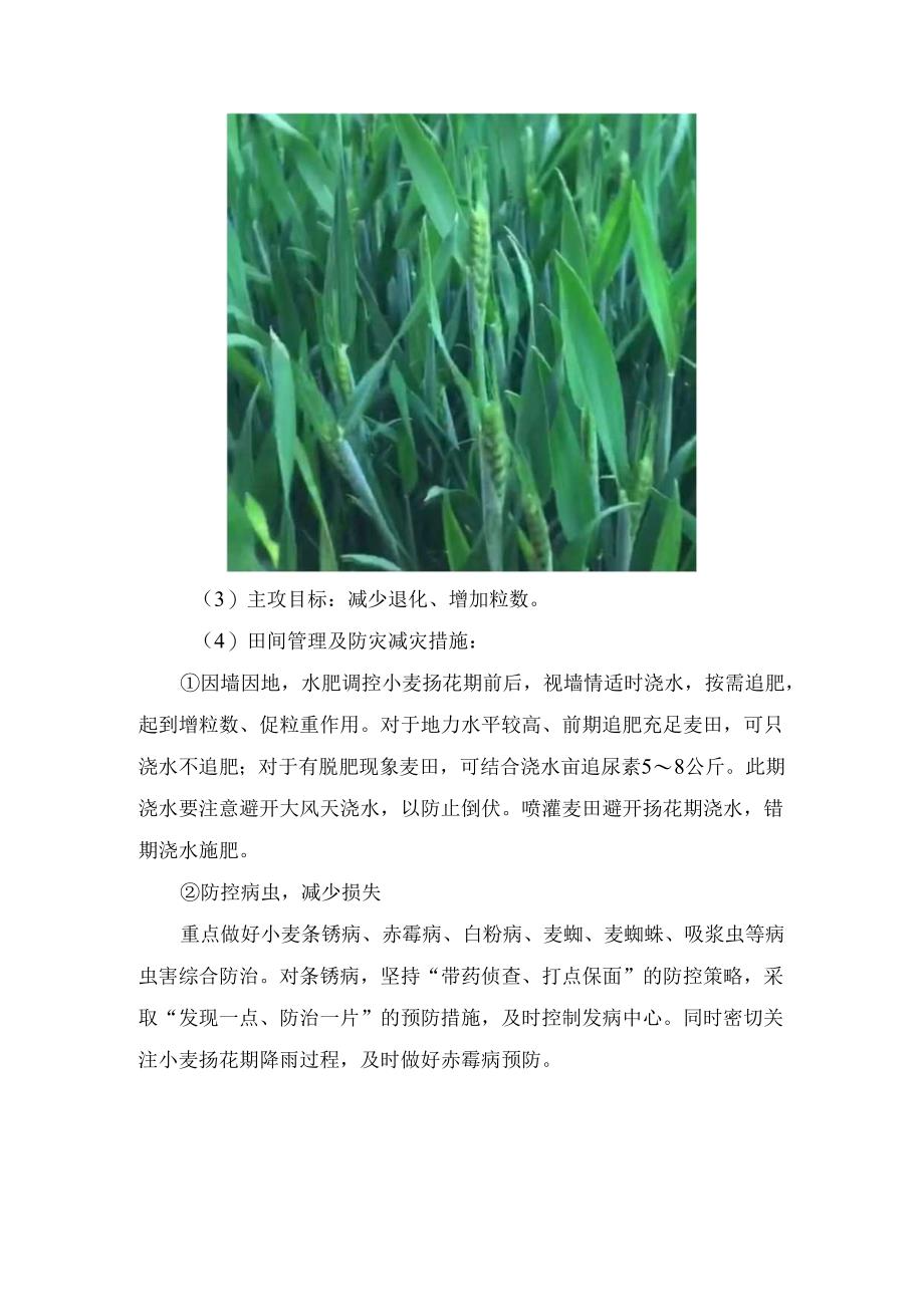 农业生产冬小麦管理要点.docx_第2页