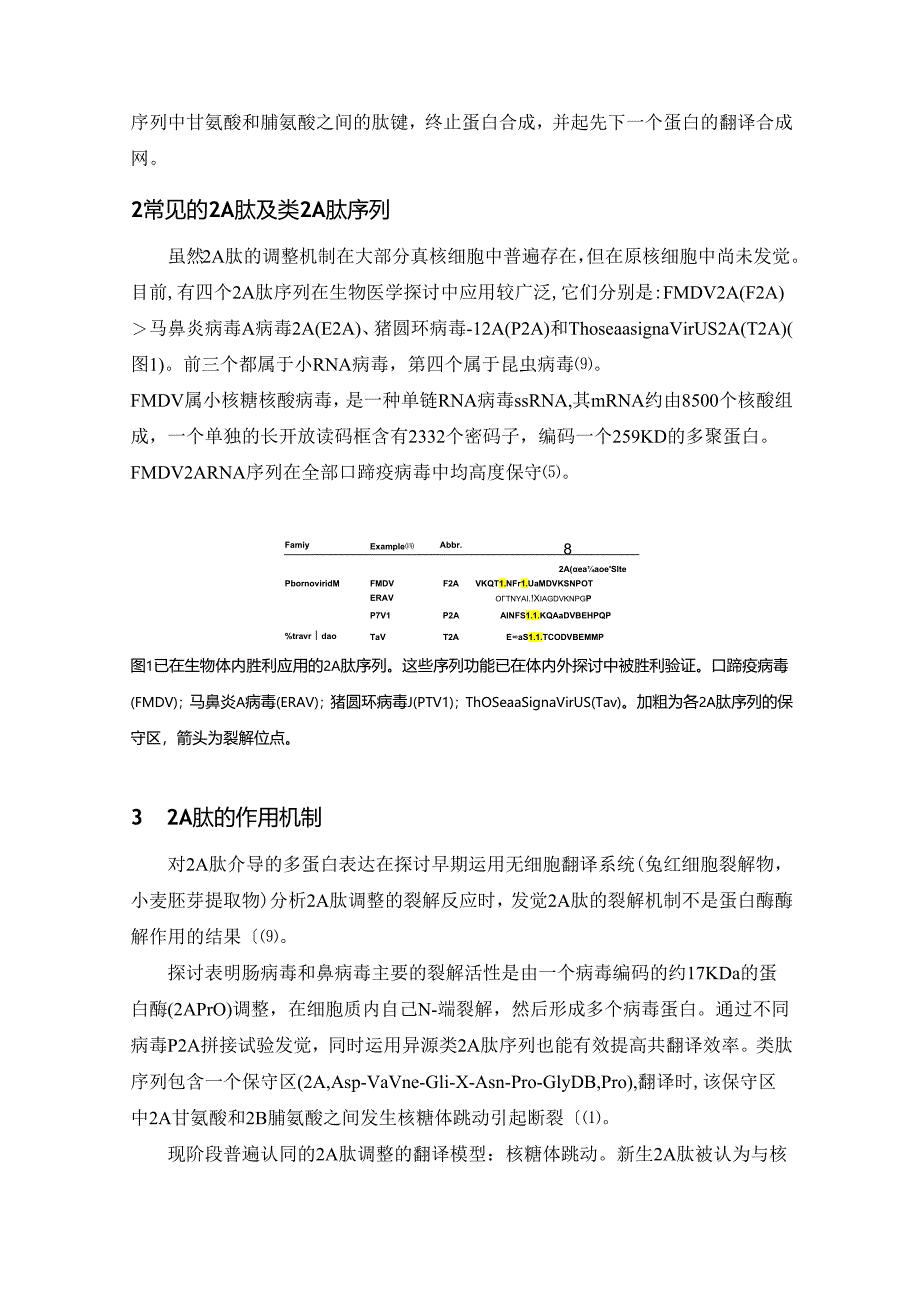 2A肽载体.docx_第3页