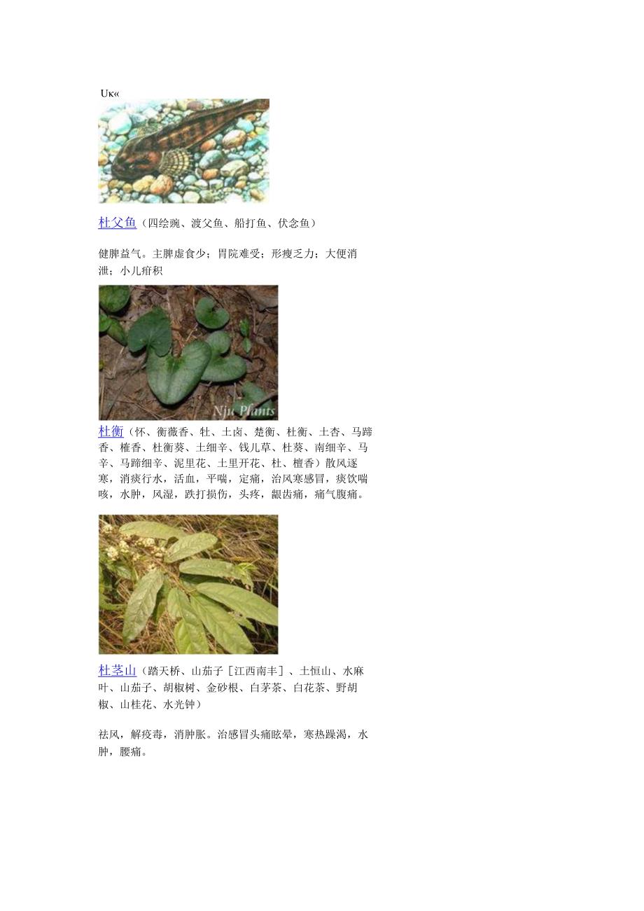 3000种中医药材第501-600种.docx_第3页