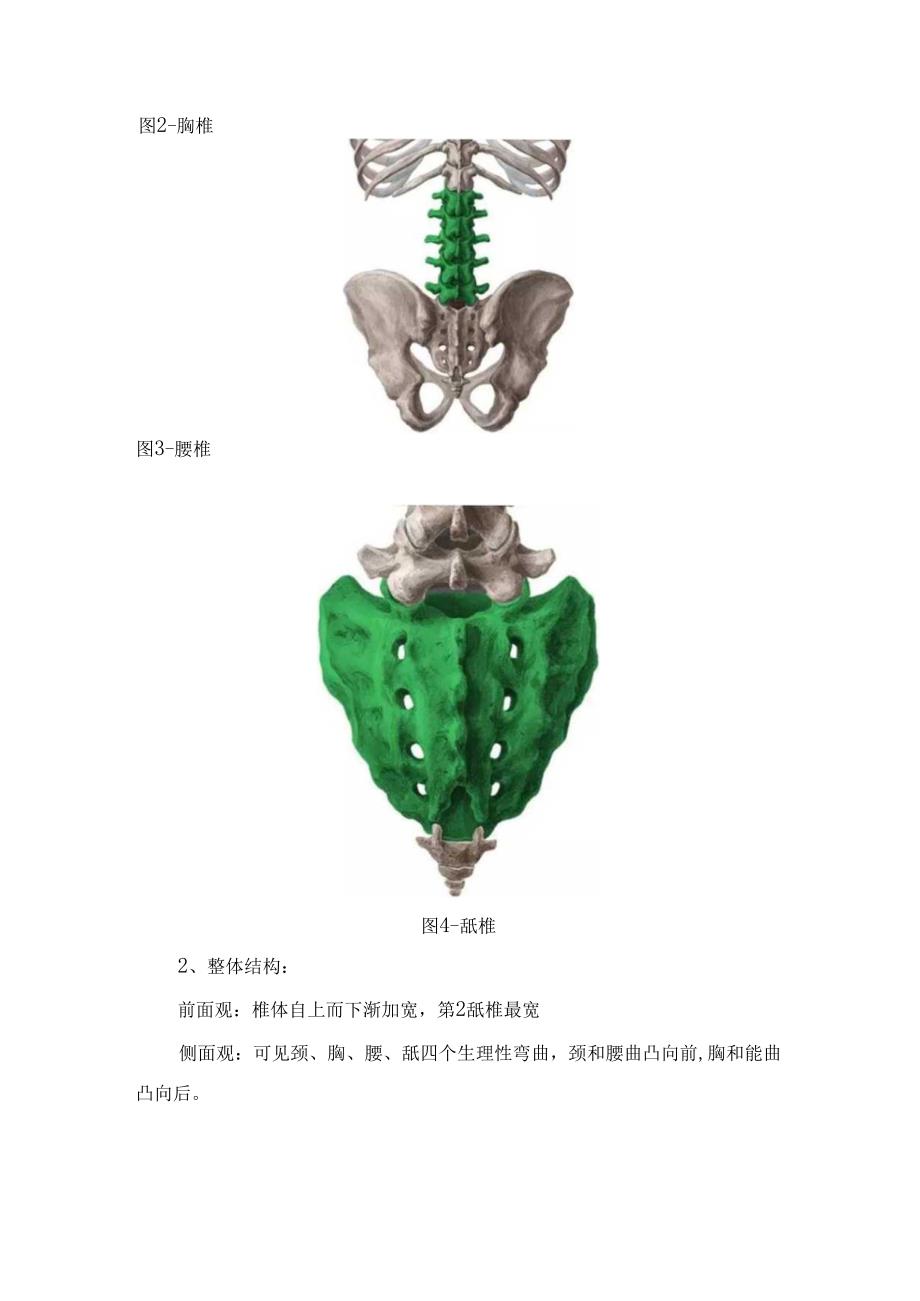 临床脊柱组成、功能、脊神经功能、脊柱骨折概述、病因因素、分型、临床表现、体格检查、脊髓损伤定位诊断、急救处置及注意事项.docx_第2页