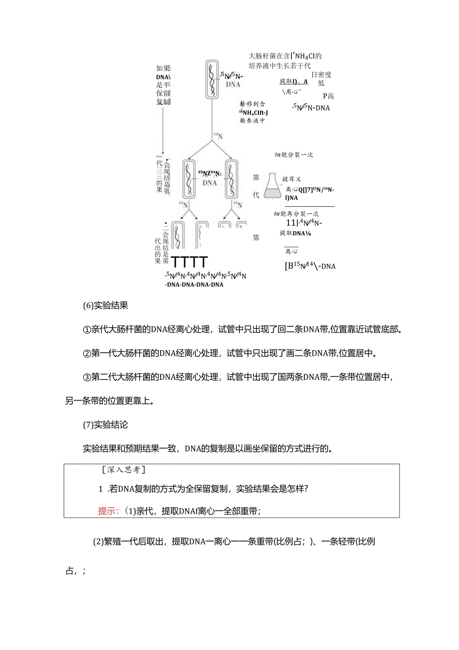 2023-2024学年 人教版 必修二DNA的复制 学案.docx_第3页