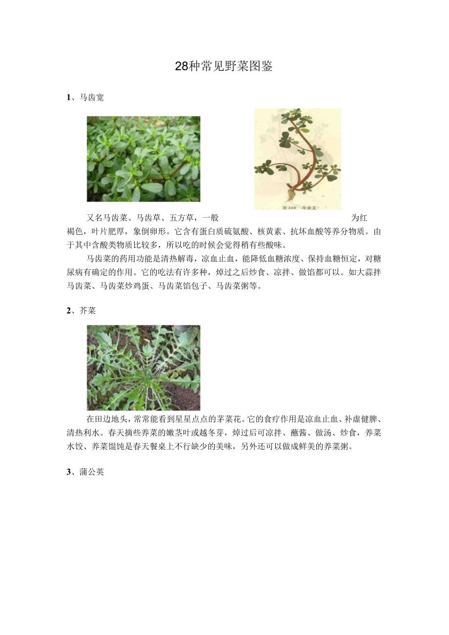 28种常见野菜图.docx_第1页