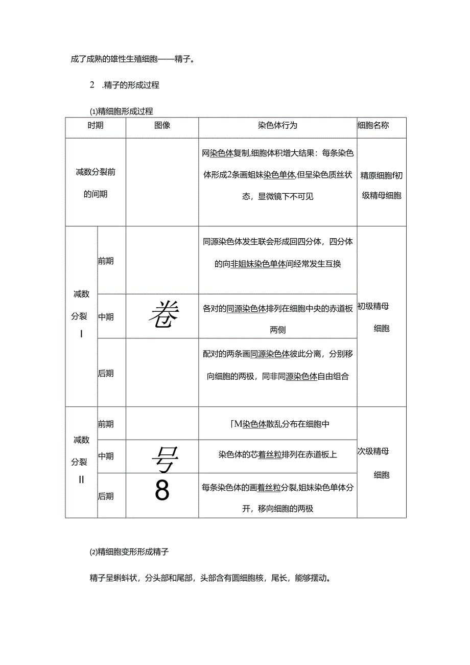 2023-2024学年 人教版 必修二 精子的形成过程 学案.docx_第3页