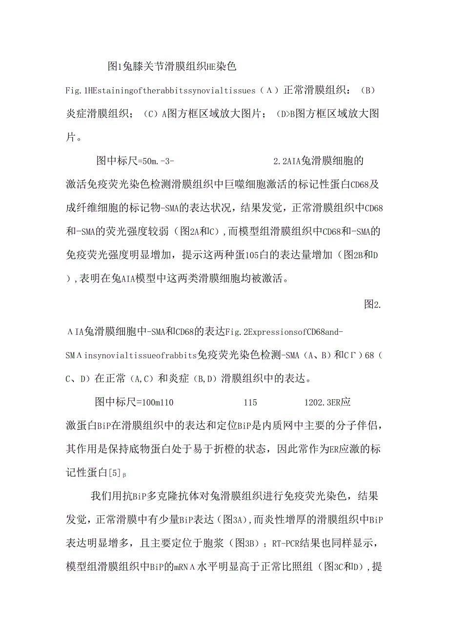 ER应激蛋白在免疫性关节炎滑膜中的表达.docx_第3页