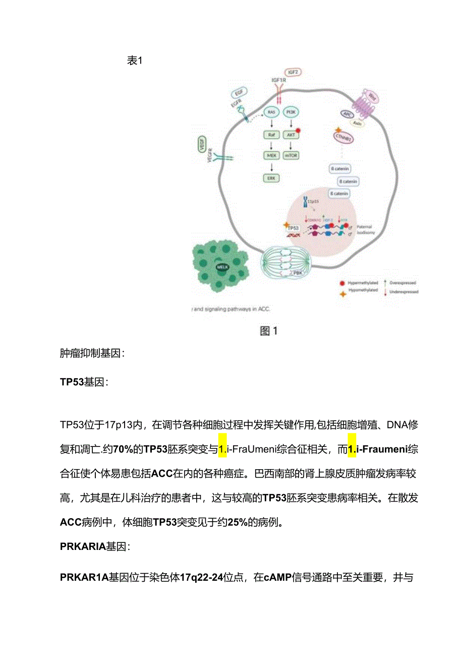2024肾上腺皮质癌的分子发病机制、靶向和免疫治疗方案.docx_第2页