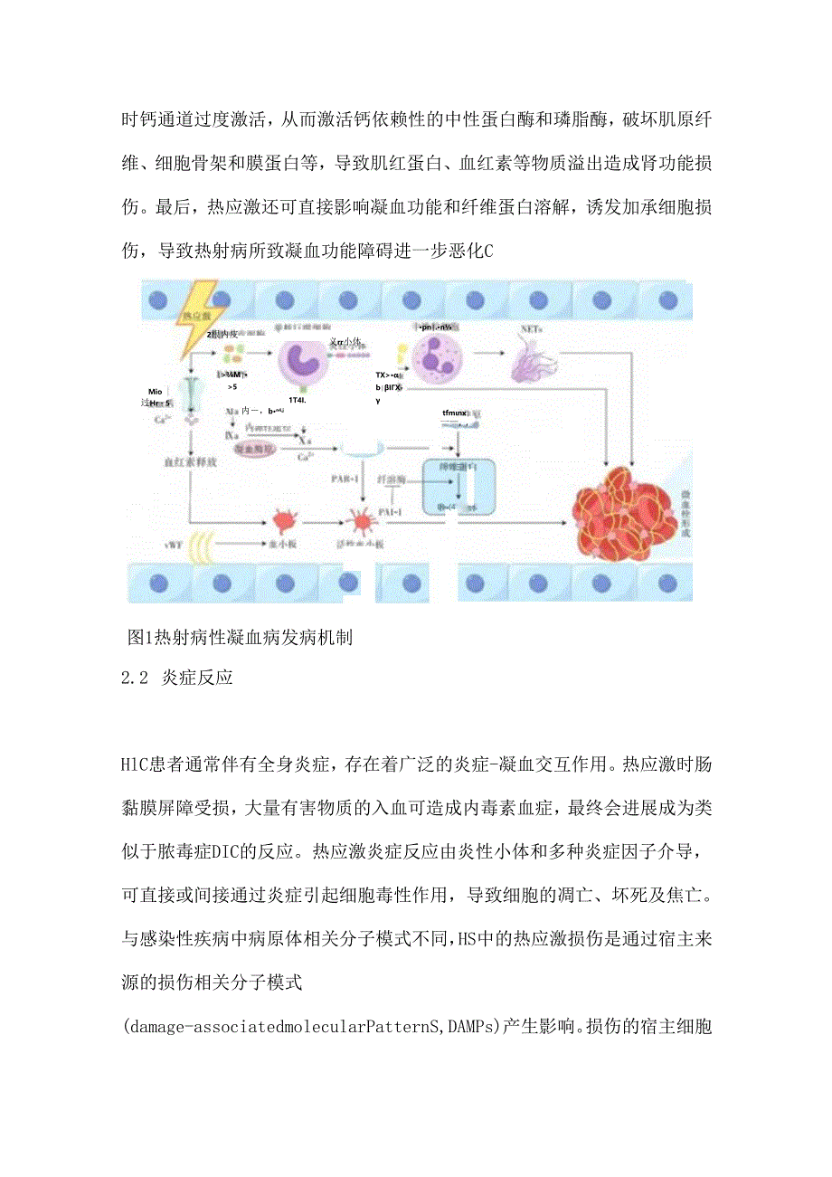 热射病性凝血病发病机制2024（附图）.docx_第3页