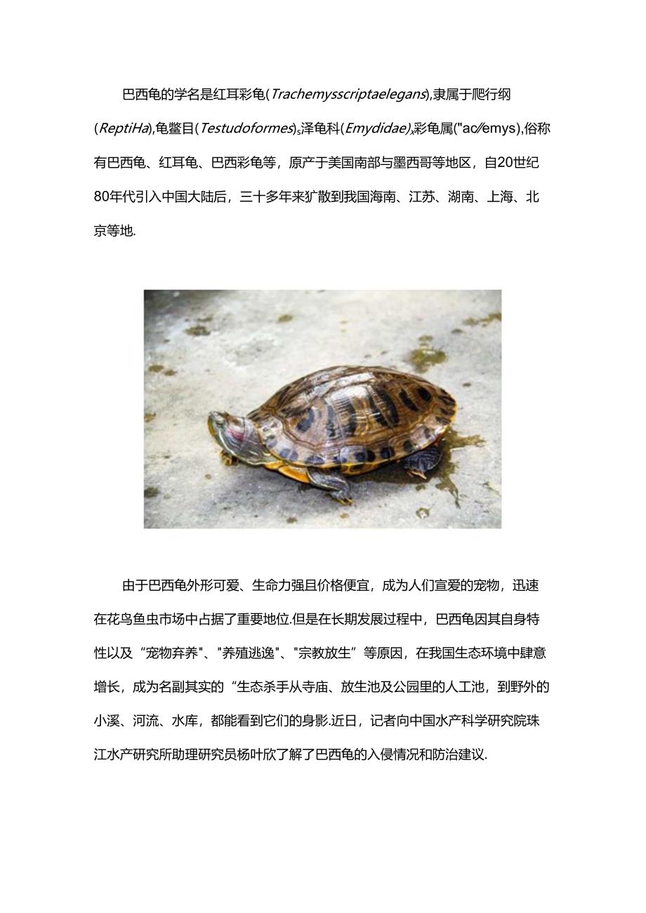 为什么不能放生巴西龟？“生态杀手”绝非浪得虚名.docx_第1页