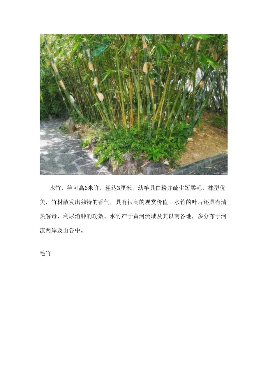 常见竹子品种介绍.docx_第2页