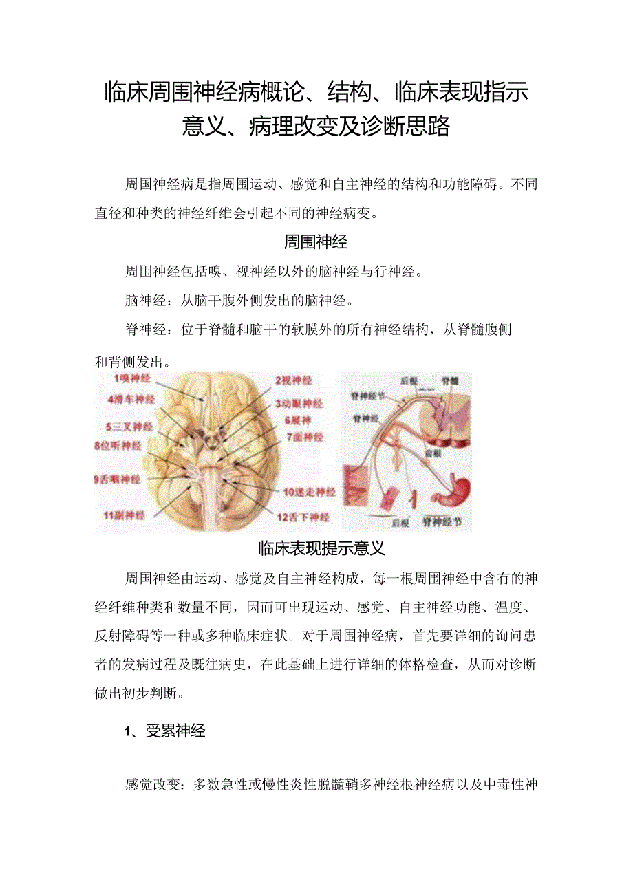 临床周围神经病概论、结构、临床表现指示意义、病理改变及总结.docx_第1页