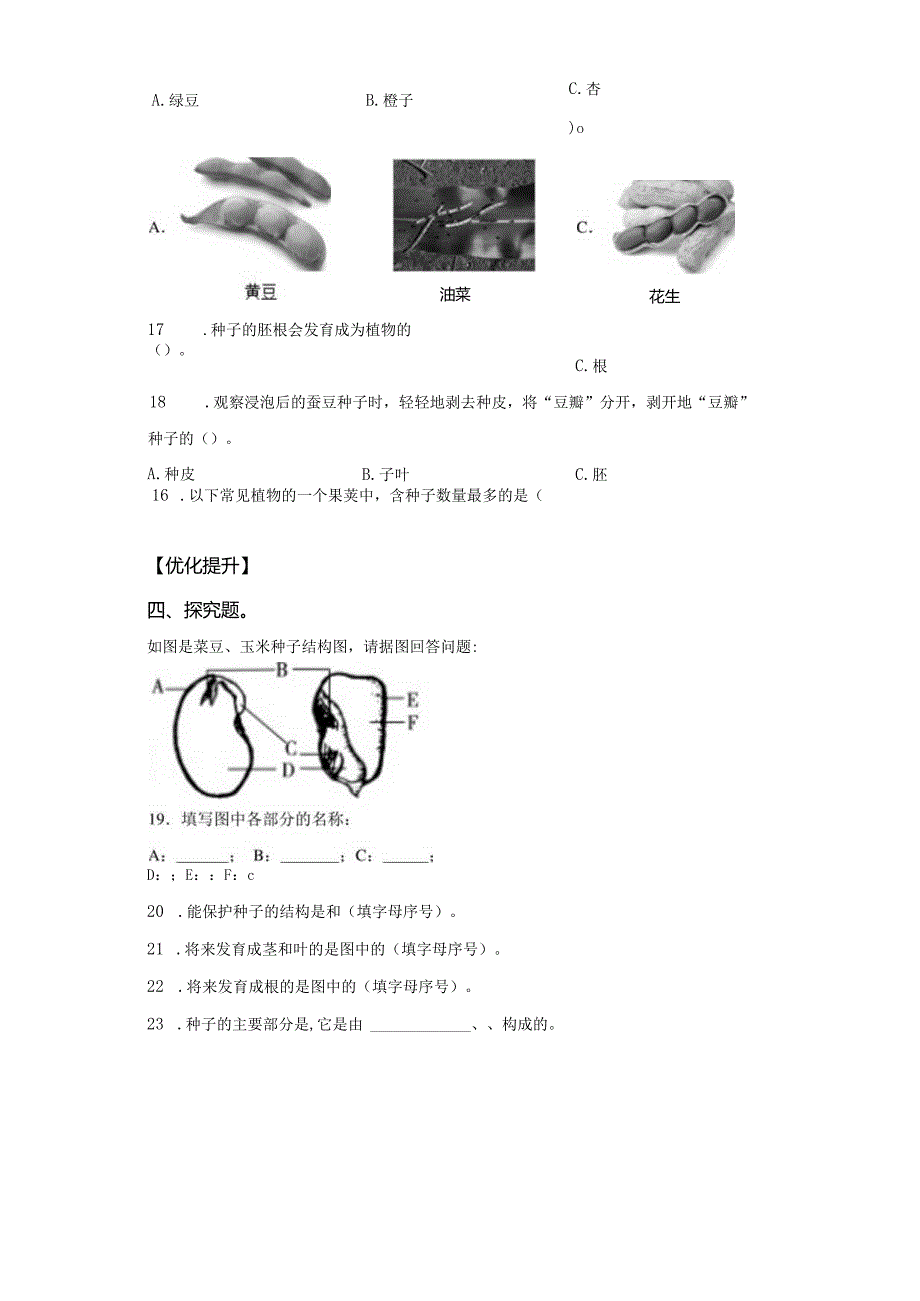 教科版科学四年级下册1-1种子里孕育着新生命练习卷.docx_第2页