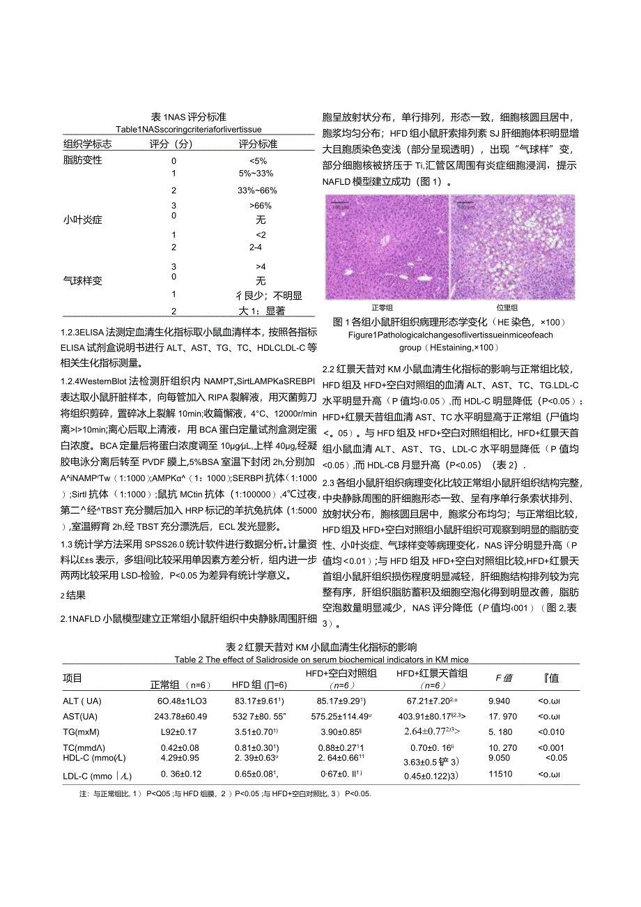 基于烟酰胺磷酸核糖转移酶（NAMPT）探讨红景天苷在非酒精性脂肪性肝病小鼠模型中的保护作用.docx_第3页