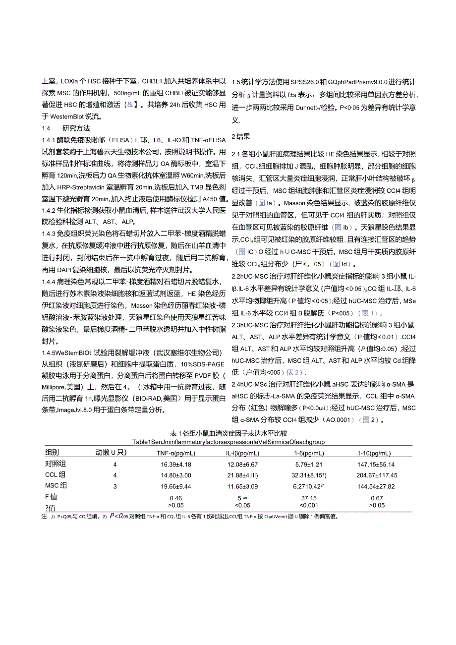 人脐带间充质干细胞（hUC-MSC）对肝纤维化小鼠模型的治疗作用及其机制分析.docx_第3页